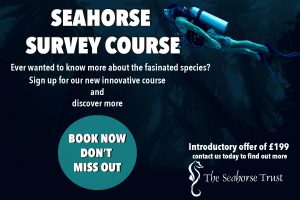 seahorse survey course