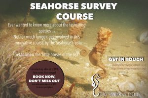 seahorse survey poster