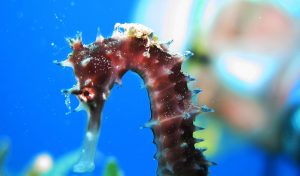 spiny seahorse