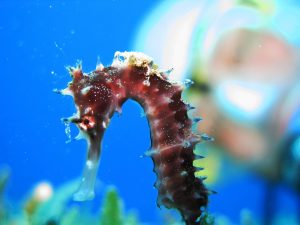 spiny seahorse diver