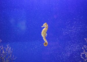 seahorse in blue sea
