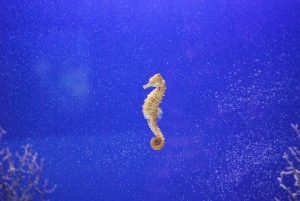 small seahorse blue sea
