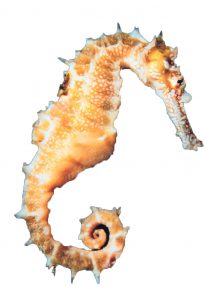 seahorse orange