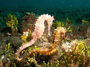 seahorse pair in coral