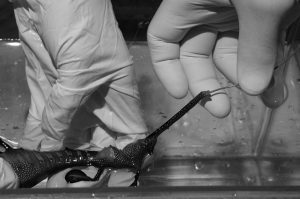 Black and white seahorse testing