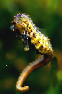blue yellow seahorse