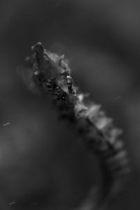 black and white seahorse close up