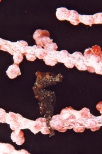 small seahorse in coral
