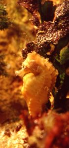 yellow seahorse in coral