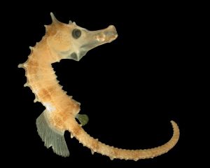 translucent seahorse