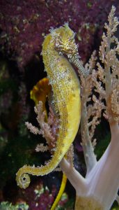 long yellow seahorse