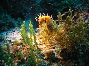orange seahorse in coral