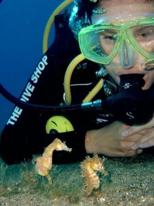 diver inspecting seahorses