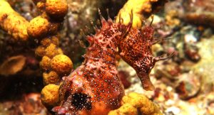 orange and brown seahorse
