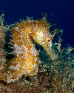 white and golden seahorse