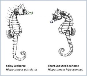 seahorse species chart