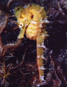 yellow small seahorse