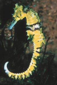 yellow and black seahorse