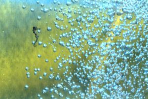 tiny seahorse bubbles