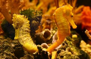 colourful pair of seahorses
