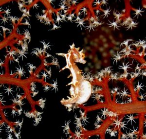 cropped small seahorse