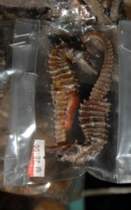 packaged seahorse