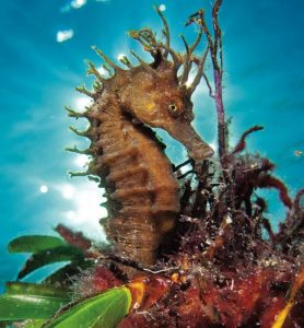 brown seahorse colourful coral