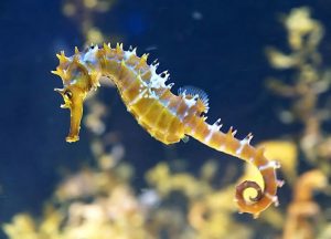spiny seahorse yellow
