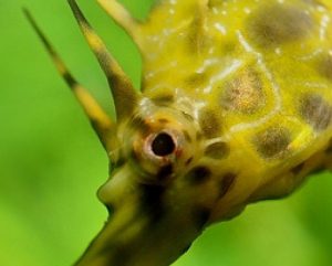 close up green seahorse