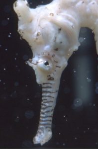 close up white seahorse