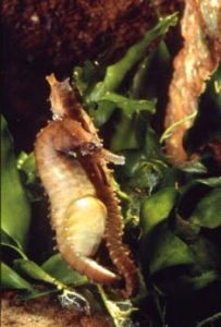 male seahorse in seaweed