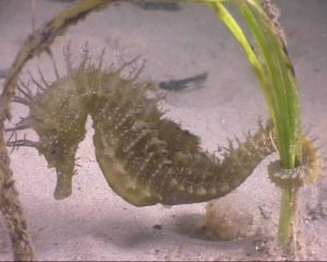 seahorse attached to seaweed