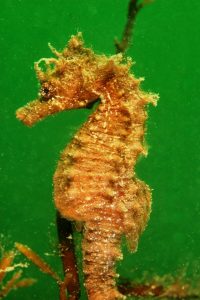 gold seahorse green water