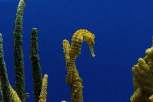 yellow seahorse blue sea