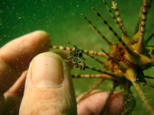 close up seahorse hand