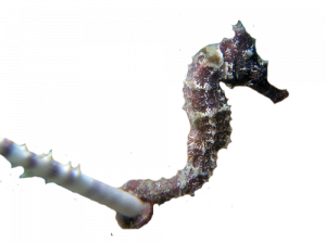 png seahorse