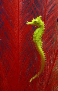 small green seahorse