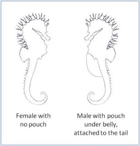 sex seahorse chart