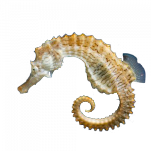seahorse png