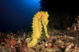 yellow seahorse in coral
