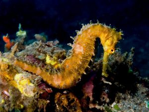 golden seahorse in coral