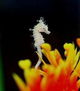 sliver seahorse
