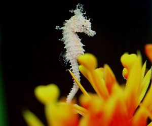 sliver seahorse red coral