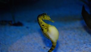 green seahorse blue background