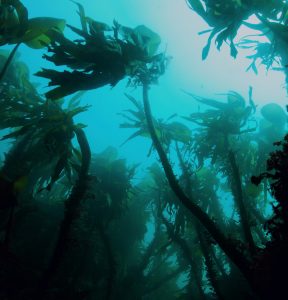seaweed underwater